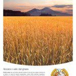 grano campo per farina