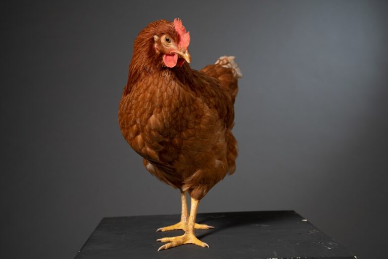 Il film “L’occhio della Gallina” di Antonietta De Lillo all’AstraDoc – viaggio nel cinema del reale 2025