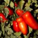 san marzano land nolano