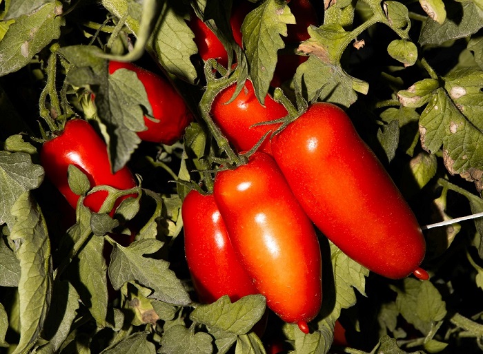 “San Marzano Land 2026”, II edizione di successo per l’oro rosso di “Nolano” tra i campi di Acerra