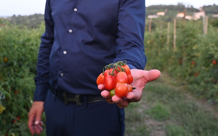 “Pomodoro cannellino flegreo tour”, l’Odissea nei sapori dei Campi ardenti di un ecotipo straordinario