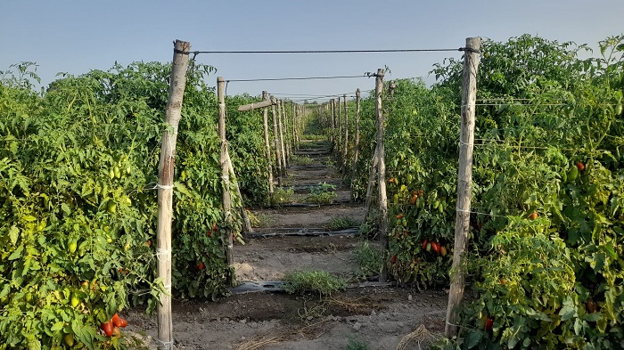 san marzano land nolano