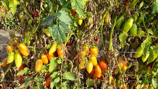 san marzano land nolano