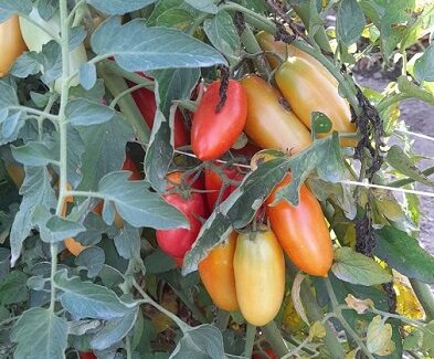 san marzano land nolano
