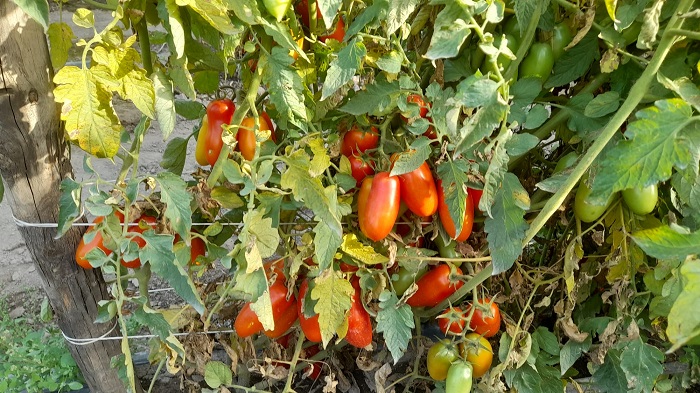 san marzano land nolano