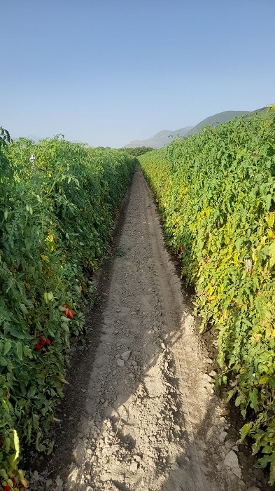 san marzano land nolano